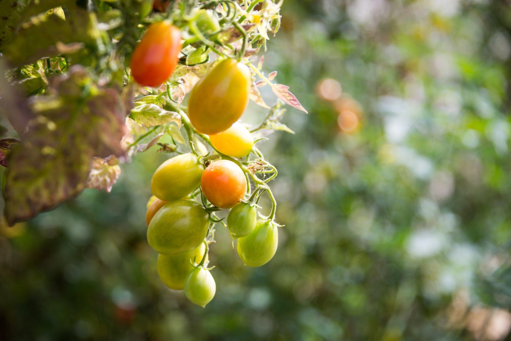 Селекционер рекомендует: новые необычные сорта томатов, которые стоитвырастить этим летом